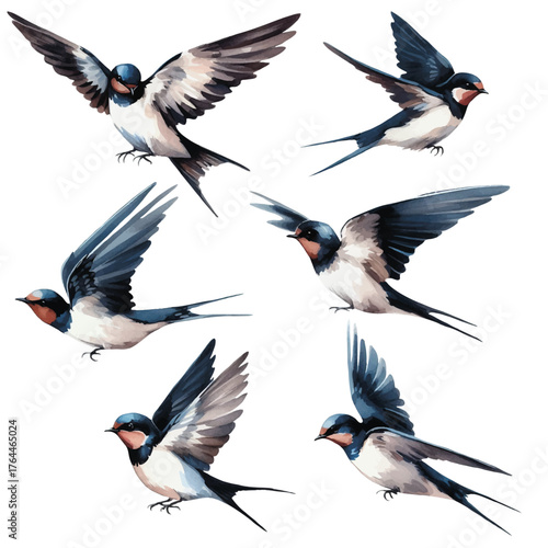set with swallows in watercolor style. watercolor birds swallows