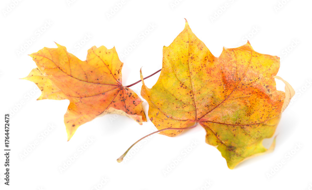 Fototapeta premium Beautiful dry maple leaves isolated on white. Autumn season