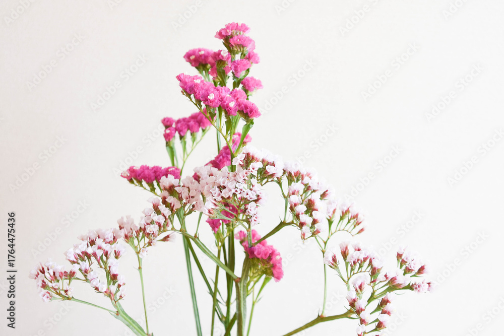 Obraz premium スターチス