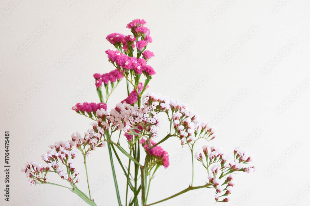 Obraz premium スターチス