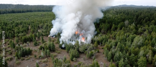 Wildfire spreads through dense forest area with thick smoke billowing above the treetops during daylight hours