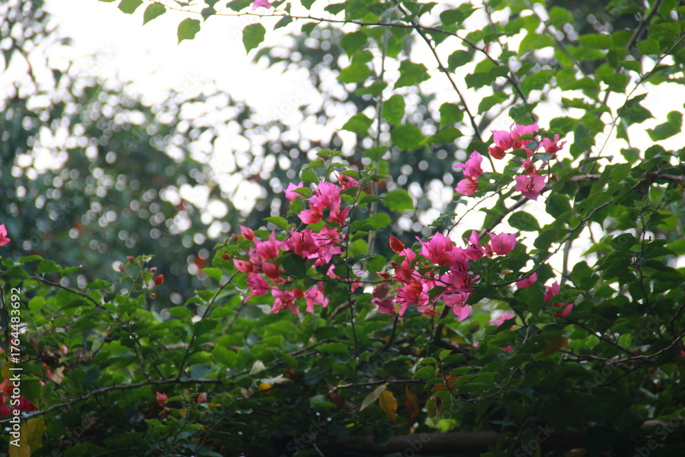 Fototapeta premium pink and white flowers