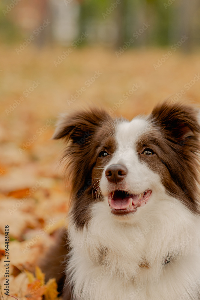 Fototapeta premium Border Collie dog sitting in autumn park among fallen leaves