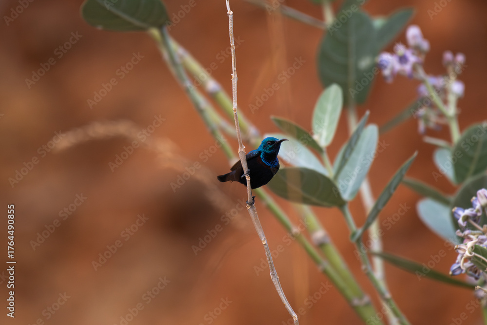 Fototapeta premium A striking purple sunbird perched on a delicate branch, displaying its iridescent blue plumage against a warm blurred background.