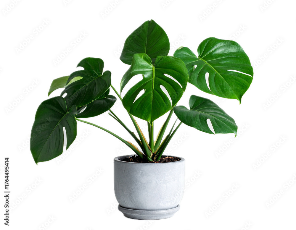 Fototapeta premium Large leaf house plant Monstera deliciosa in a gray pot on a white background