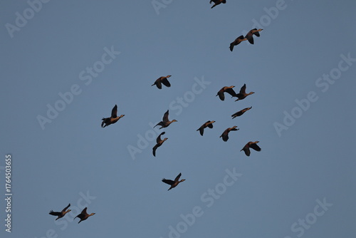 Lesser whistling Ducks flock in flight