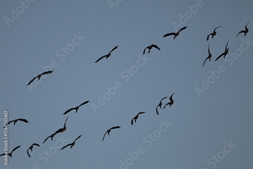 Lesser whistling Ducks flock in flight