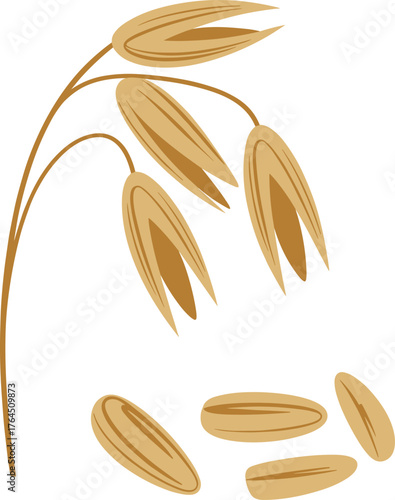 Golden oat plant with seeds, organic cereal grain illustration for agriculture, natural food design, healthy nutrition, and farm product concept