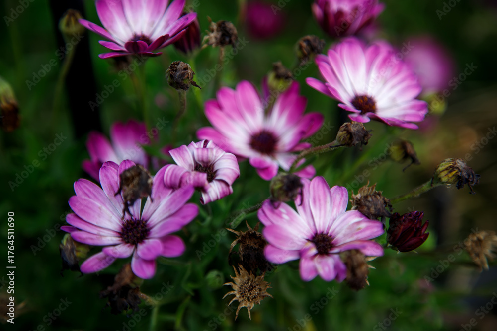 Fototapeta premium pink cosmos flowers