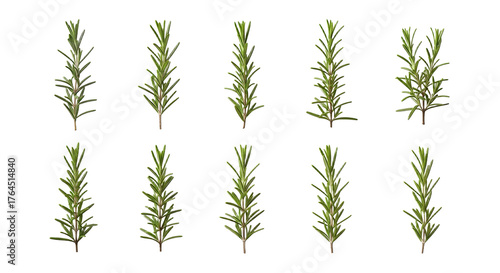 Illustration of various green rosemary herb sprigs isolated on white background, perfect for cooking and culinary designs