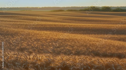 A static wide shot of an endless golden wheat field rippling under the afternoon sun. Each gust of wind creates waves of motion across the landscape, like the surface of a golden sea