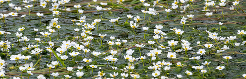 Water buttercup flower (Ranunculus aquatilis) in its natural habitat