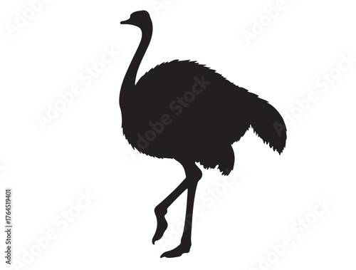Big Somali Ostrich in silhouette white background.