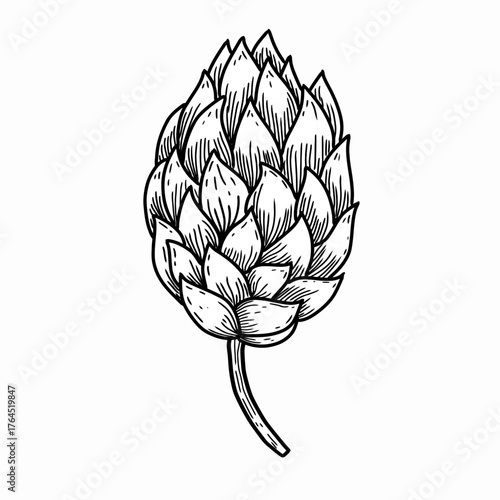 Vintage Hop engraving vector illustration. Hand drawn black and white beer ingredient sketch