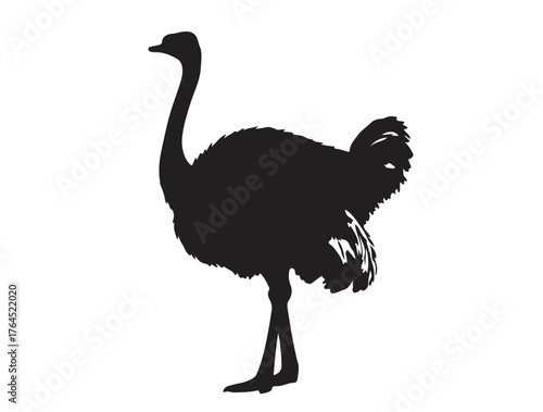 Masai Ostrich in silhouette white background.