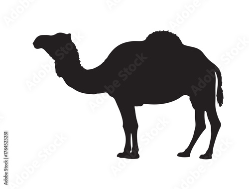 Sindhi Camel in silhouette white background.