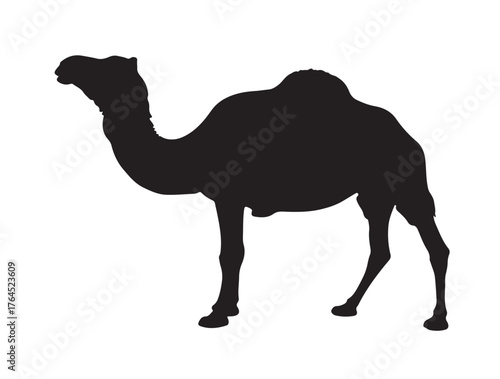 Sudanese Camel in silhouette white background.