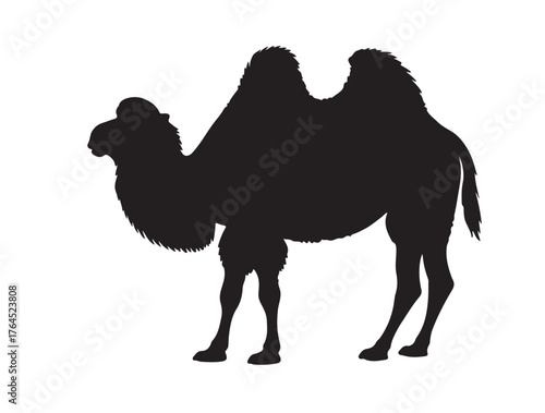 Tuvan Camel in silhouette white background.
