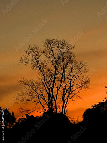 silhouette of a tree