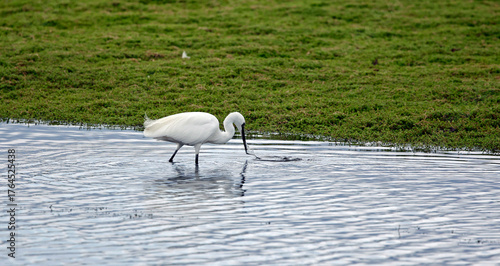 Little egret fishing in a pond