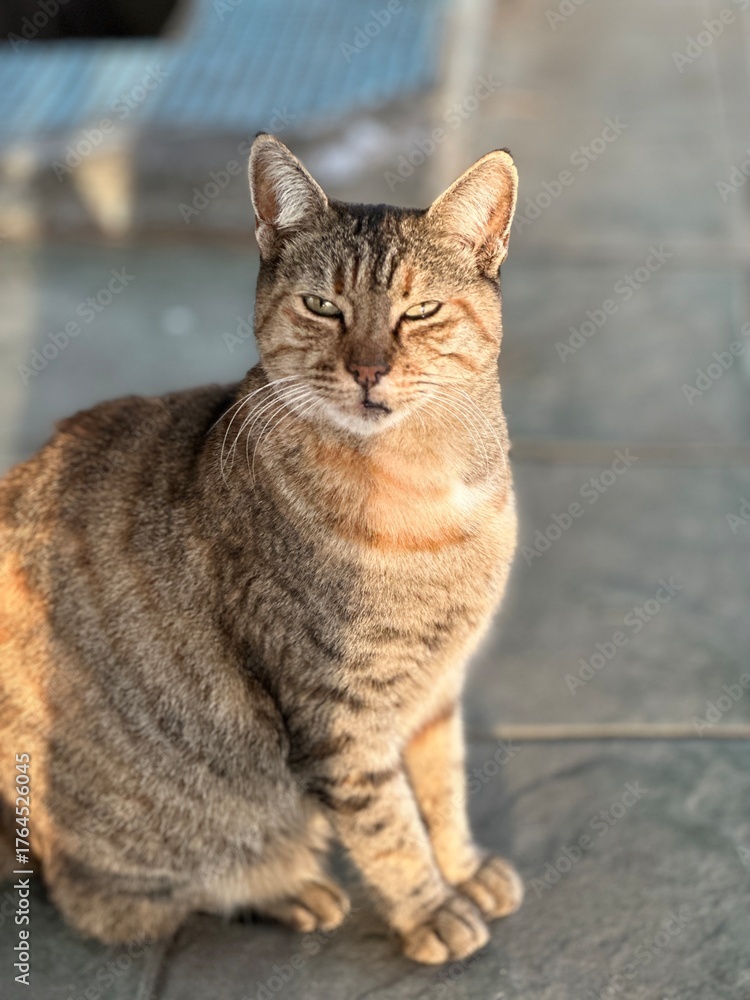 Fototapeta premium portrait of a cat