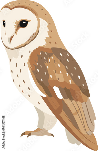 Detailed Flat Illustration of a Barn Owl Standing Calmly Wildlife