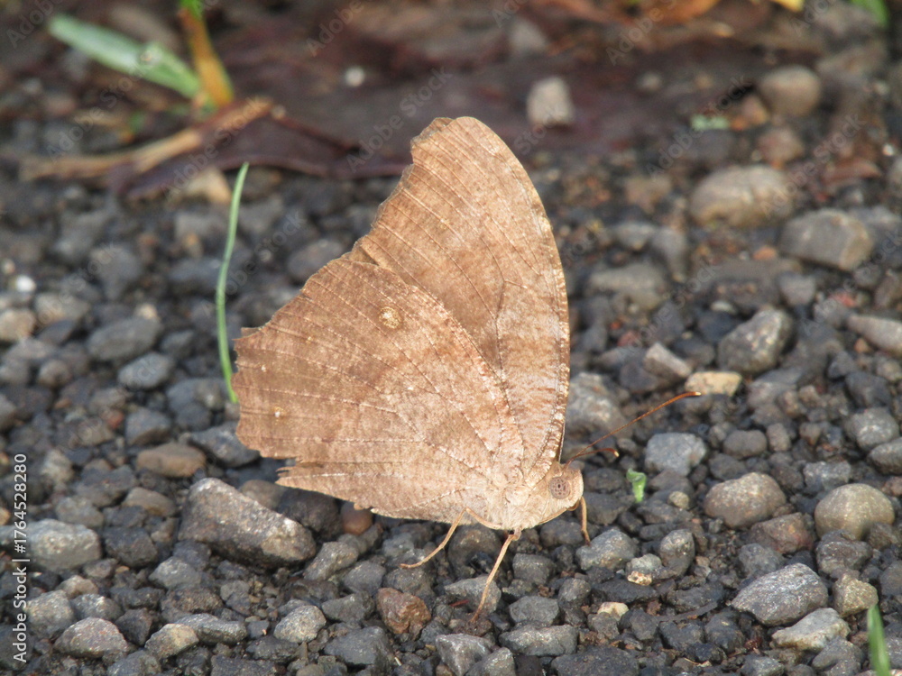 Obraz premium butterfly on the stone
