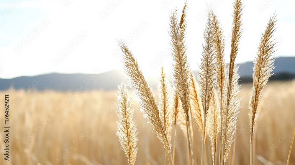 Naklejka premium Golden grass swaying gently in sunlight creates serene atmosphere in nature