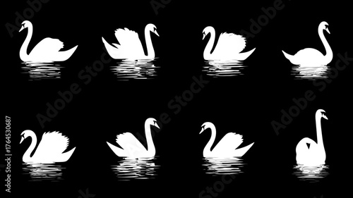 Collection of elegant white swan silhouettes swimming on water, set of waterfowl vector style cutouts on black background.