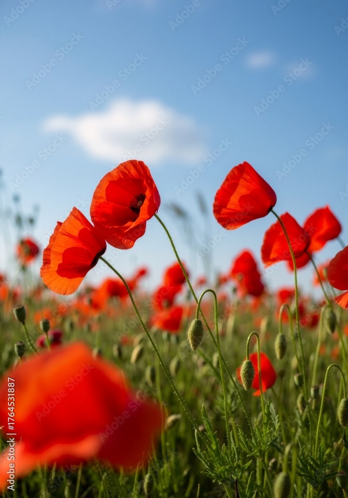 Obraz premium A field of vibrant red poppies blooming on a sunny day. Vertical photo of wildflowers with a shallow depth of field against a blue sky.
