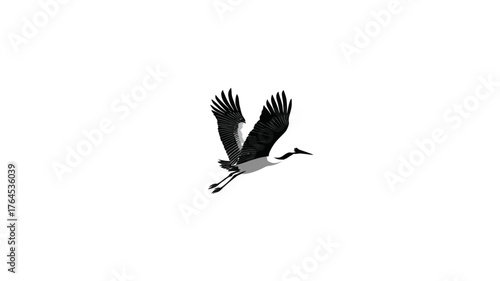 Graceful large bird soaring with wings spread wide, captured in elegant flight against a crisp white background, isolated studio shot