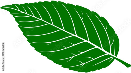 Vibrant green leaf vector illustration, fresh botanical element, natural foliage graphic design isolated on white background