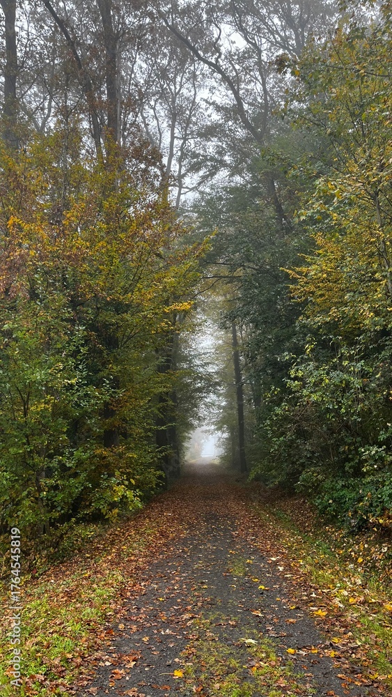 Obraz premium path in autumn forest