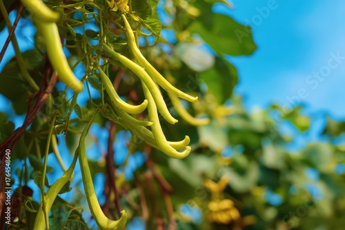 Fototapeta Naklejka Na Ścianę i Meble -  Cats Claw Plant Vine in Nature: Rapidly Growing Creeper with Sunlight and Blue Sky Background