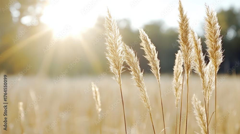 Fototapeta premium Sunlight passing through tall grass creates serene atmosphere in nature