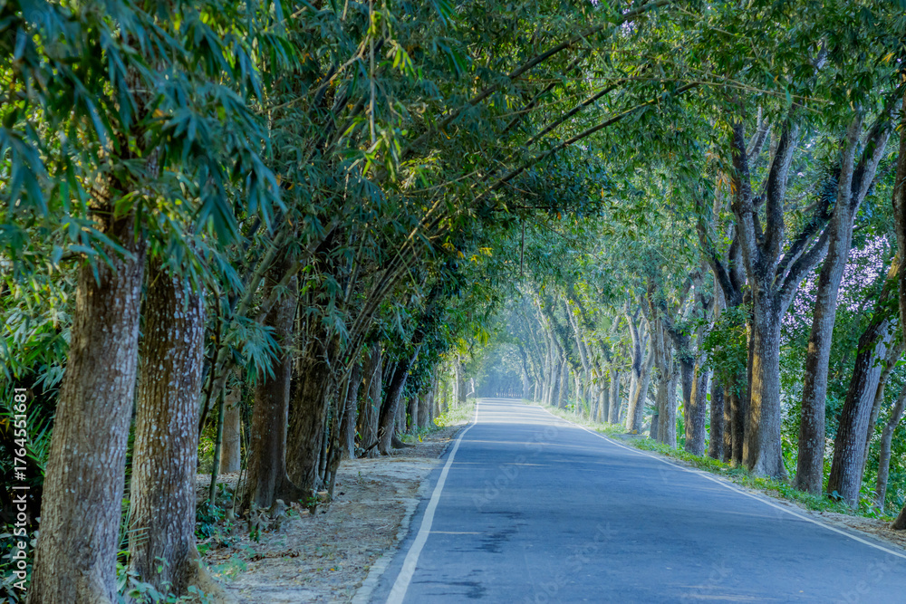 Obraz premium The road is flanked on both sides by a dense, canopy of trees, bamboo