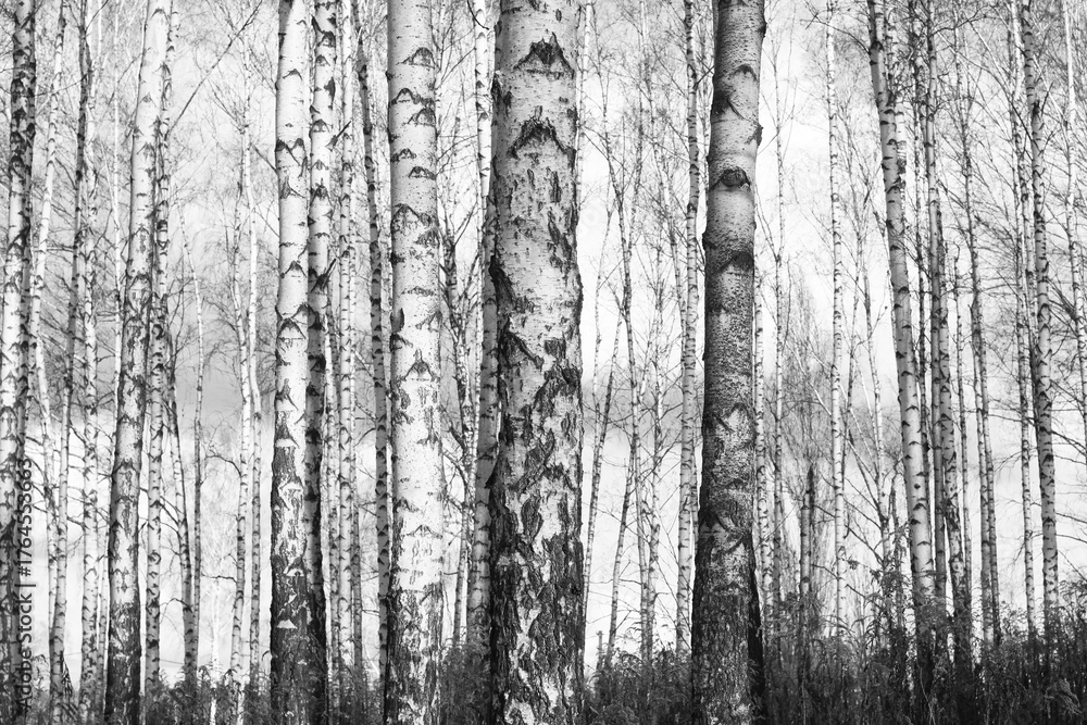 Fototapeta premium black-and-white photo with white birches