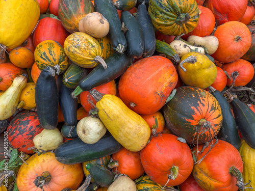 Heap of harvested multicolored pumpkins on farm outdoors, top view