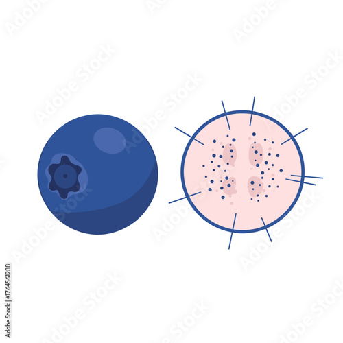 Blueberry and Cross-Section Illustration.