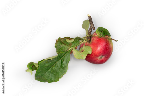 Fresh red apple with leaves on a white background