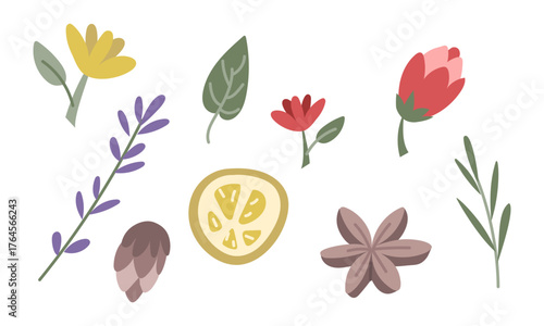 set of dried herbs, flowers, and spices, including lavender, lemon, and star anise. flat, colorful vector illustration. Perfect for tea packaging, herbal product labels, wellness-themed handicrafts.