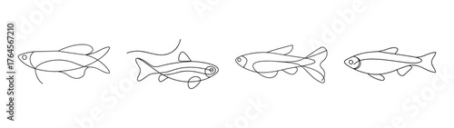 Four detailed line drawings of zebra danio fish showing scientific anatomy and distinctive stripes