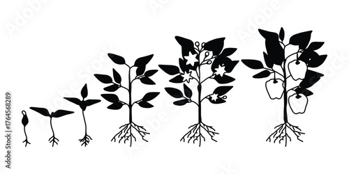 Plant Growth Stages Vector. From Seed to Fruit Tree Silhouette