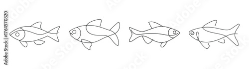 Four detailed charcoal line drawings of cherry barb fish showcasing different angles and anatomical features