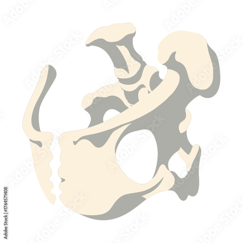 Anatomical vector illustration of an animal's pelvic girdle bone structure, isolated on a white background for veterinary or educational use