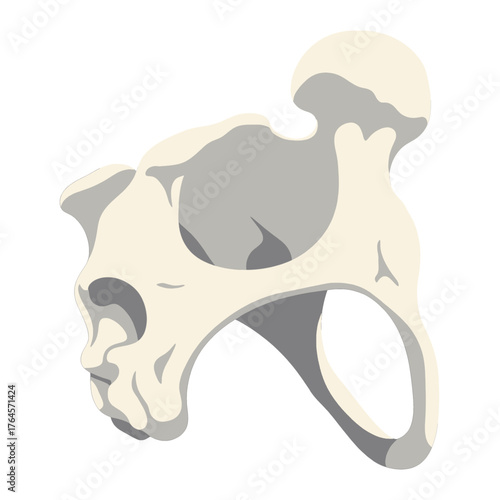 Anatomical illustration of a pelvis bone, showcasing its intricate structure and skeletal components
