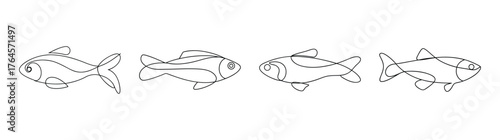 Four detailed line drawings of kribensis fish in various poses showing their unique anatomical features