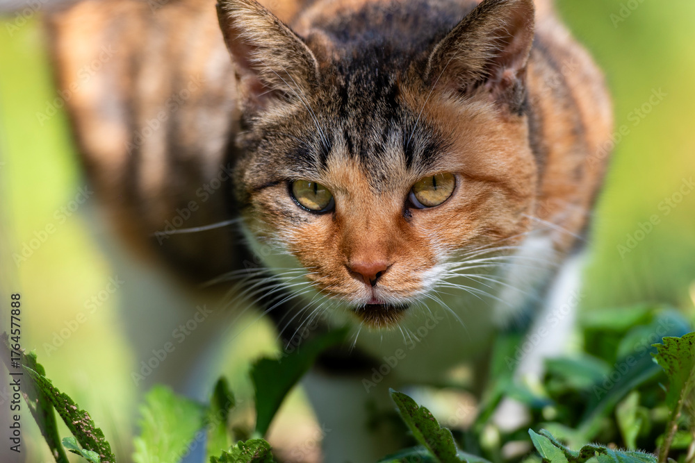 Fototapeta premium 노려보는 고양이