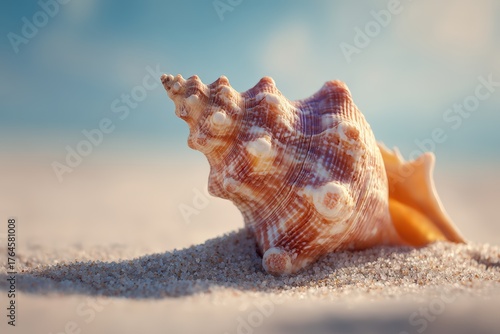 Coastal shell resting on fi...