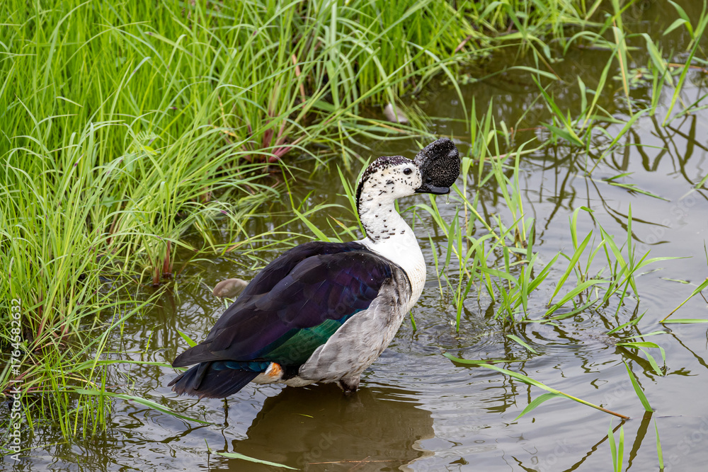 Obraz premium South Africa, Kruger National Park, African Comb Duck - Knob-billed Duck (Sarkidiornis melanotos), male